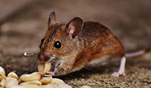 24 Hour & Emergency Exterminators in State Of IL, IL